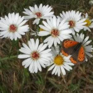 Meet your Posher, Robin